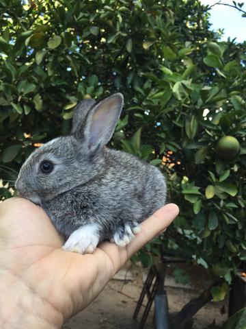 Coelhos - Foto 4