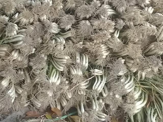 Cebola pra planta 30 reais a saca - Foto 3