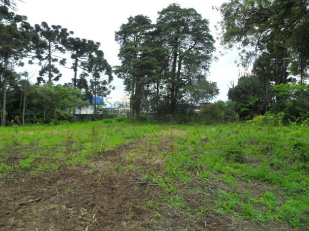 Terreno, Roseira, São José dos Pinhais-PR - Foto 2