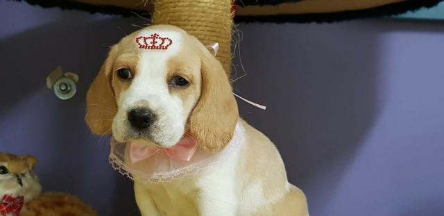Beagle Filhotes Bicolor e tricolor femea