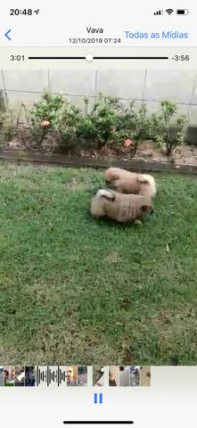 Chow chow - Foto 4