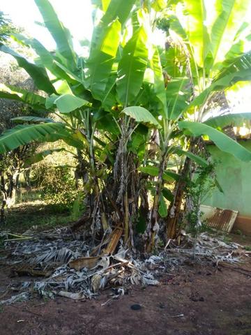 Sítio com 5 hectares, em São Sebastião do Rio Verde! - Foto 12