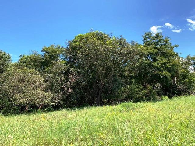 300 Alqs Formada Montada e Estruturada Banhada Por Rio Jussara GO - Foto 14