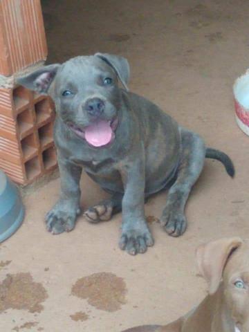 Filhotes de Pitbull