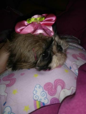 Lindas Fêmeas de Shitzu a pronta entrega - Foto 2