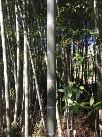 Bambu in natura para retirada - Foto 4