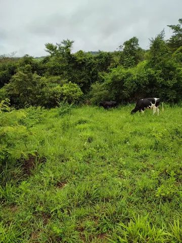 A Melhor fazenda da região. 576 ha. Muita água. 25 mil/há. *. - Foto 5