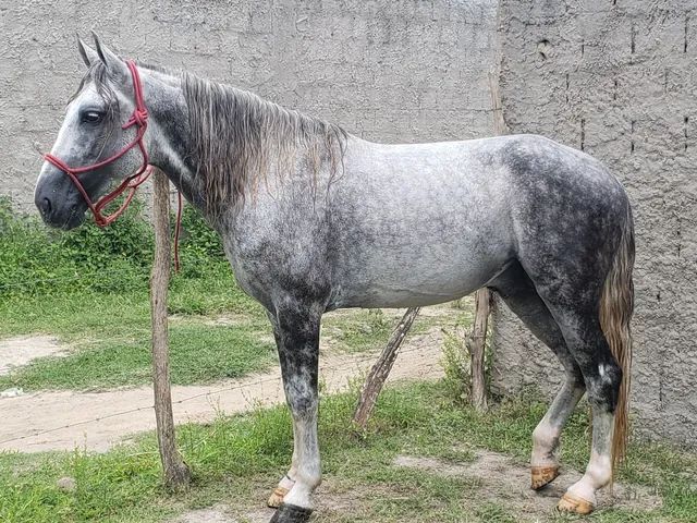 Cavalo Tordilho 