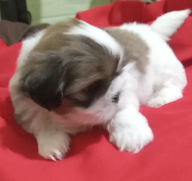 Menina shintzu encantadora 