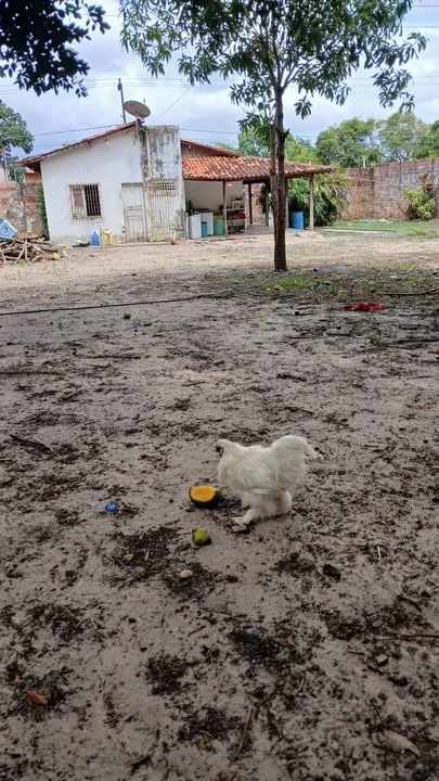 Galo sedoso  - Foto 2