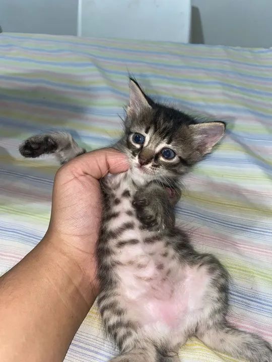 Doação de Gatos - Foto 4