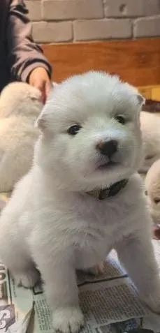 Samoiedo disponivel femea e machos