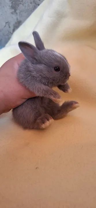  Mine Netherland dwarf  - Foto 3