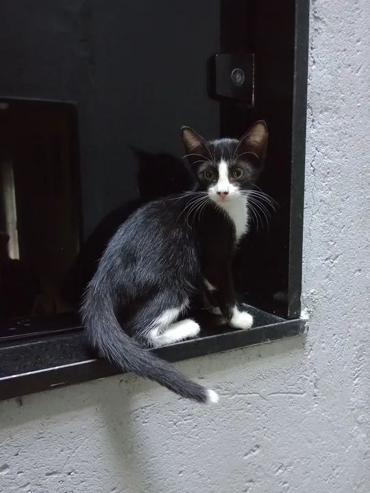 Duas gatinhas fofinhas para adoção responsável. - Foto 3