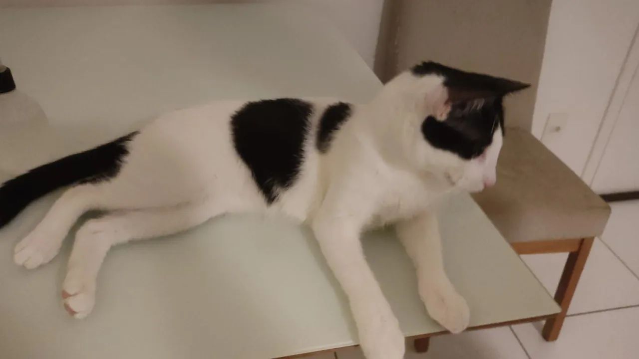 Gato branco e preto disponível para adoção - Foto 3