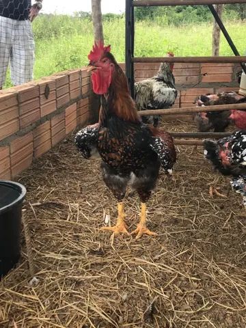 GALINHA SERTANEJA BALÃO - GSB DA AKALU