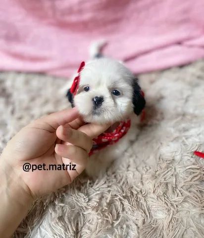 cachorros shih tzu maltes mix