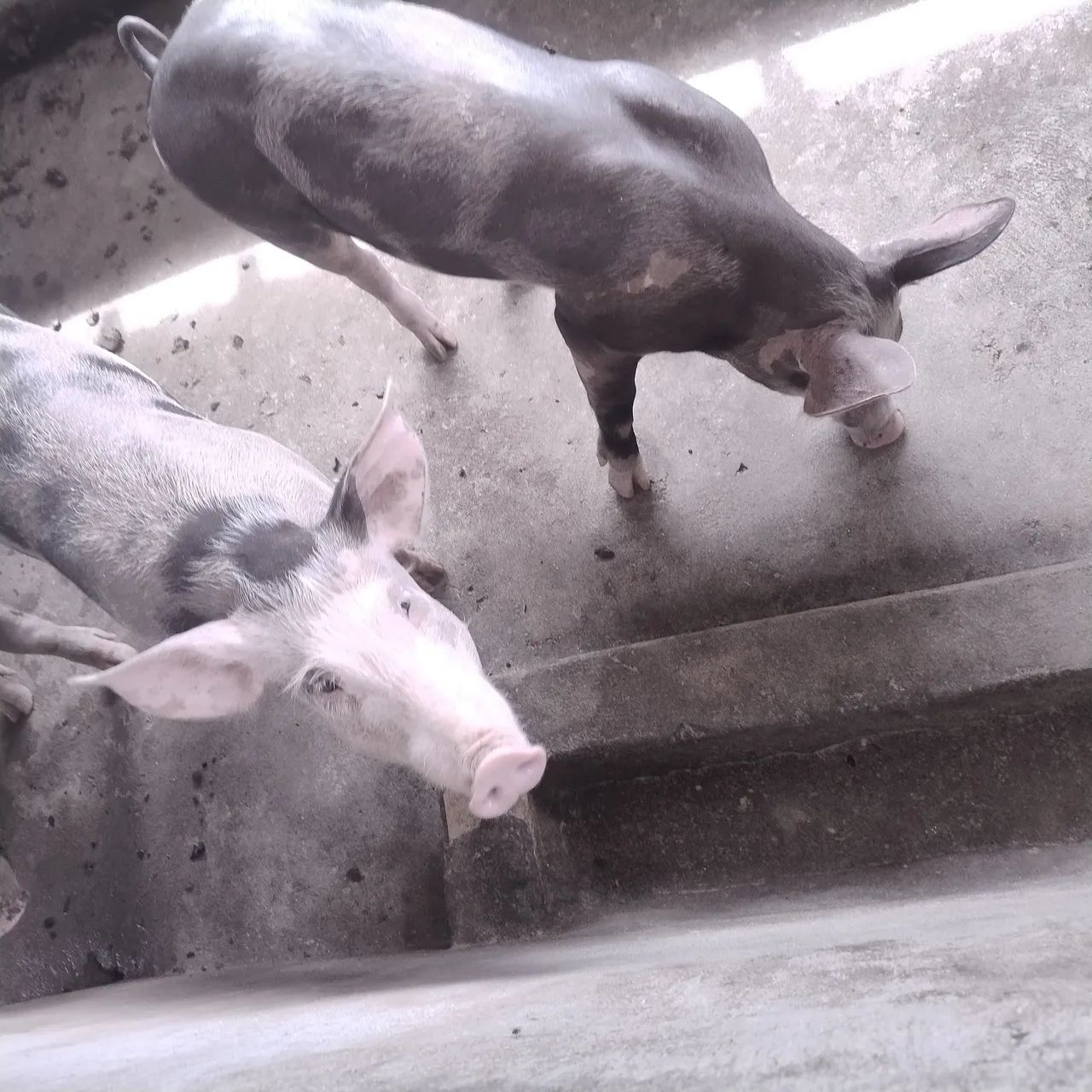 Filhotes de Pietran F1 - Foto 4