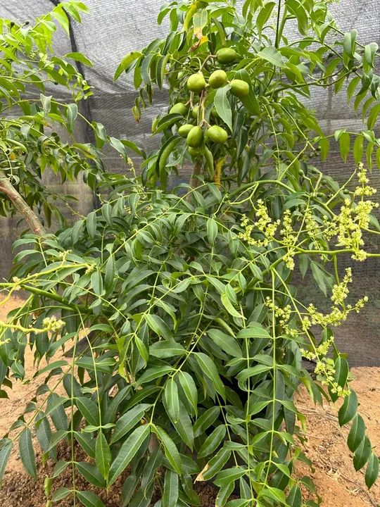 Mudas frutíferas  - Foto 5