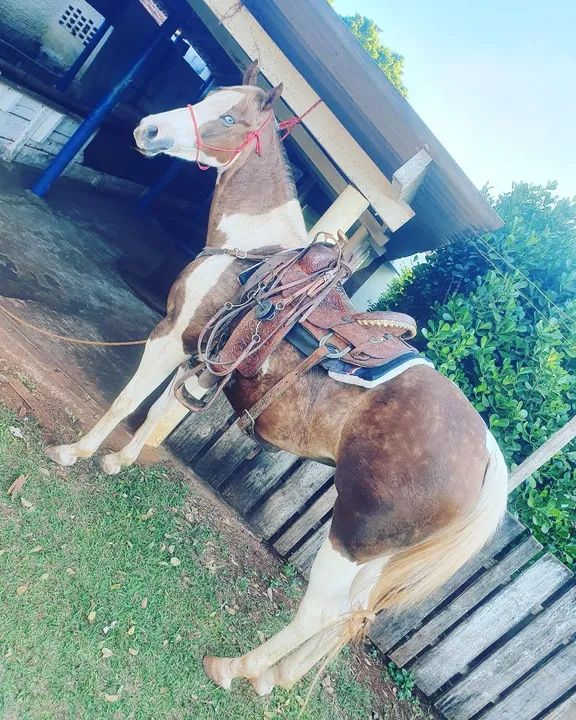 Paint Horse  - Foto 4