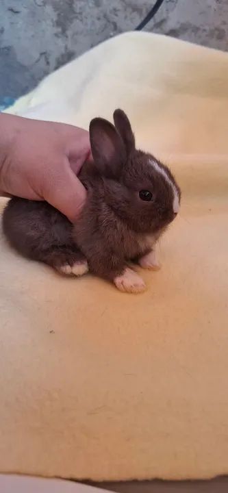  Mine Netherland dwarf 