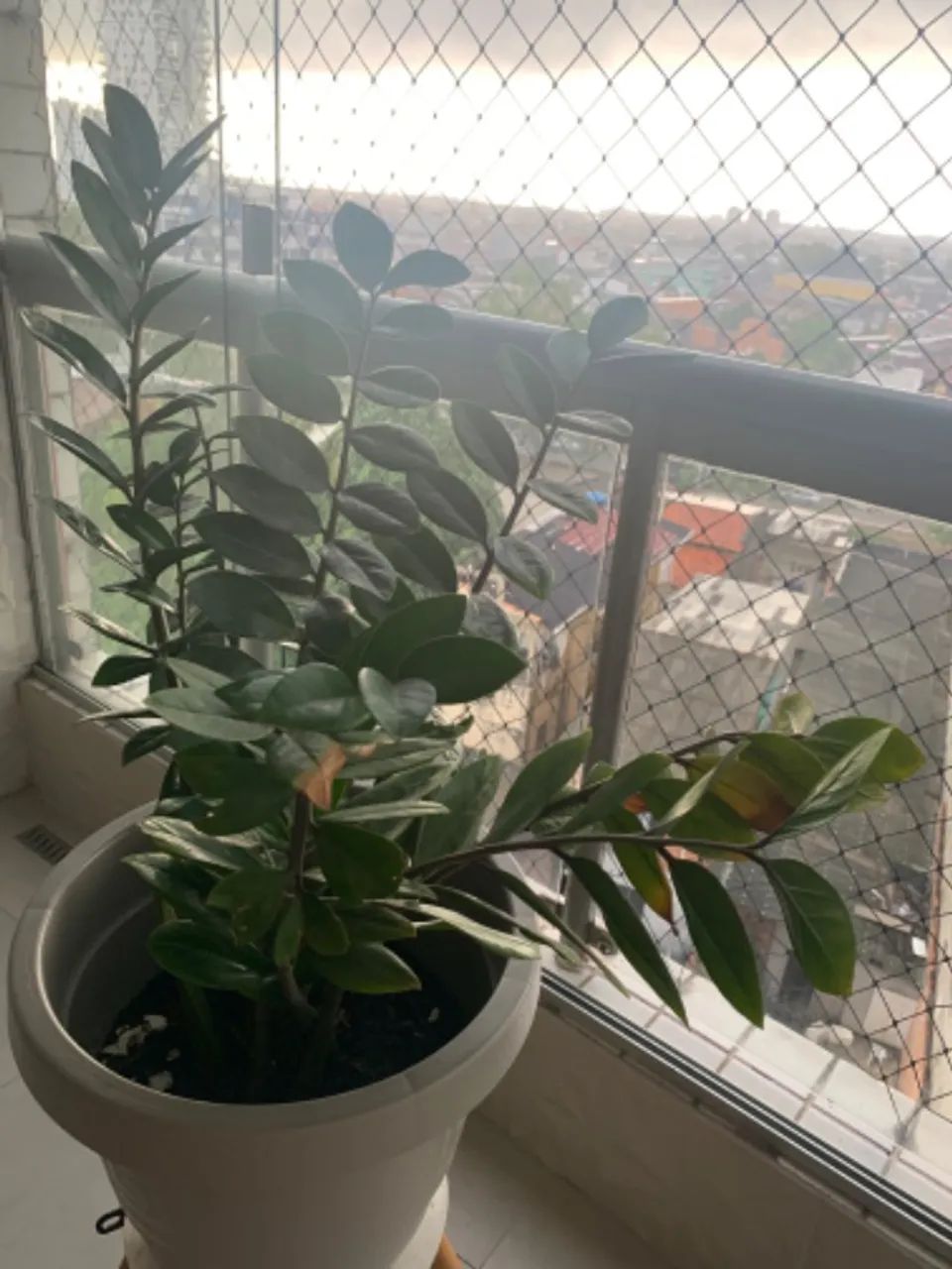  Planta Zamioculca Verde Grande Zamio Zaza Folhagem Decorar - Foto 2