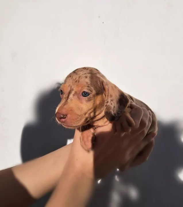 Filhotes Dachshund/ Basset/ Salsicha Diferentes Cores Machos e Fêmeas