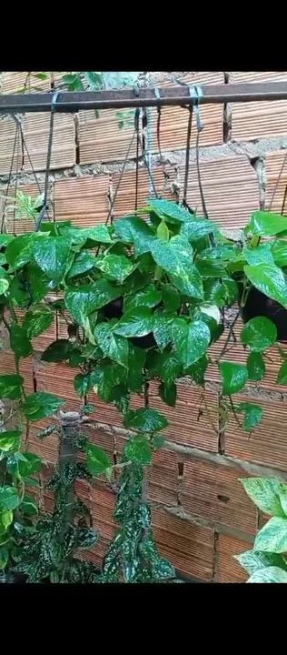 Mudas de Pothos - Foto 2