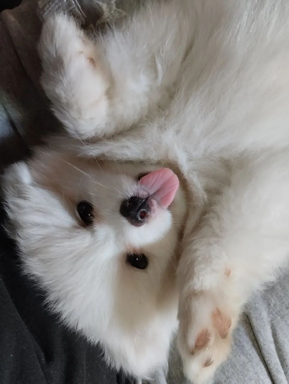 Filhote de lulu da Pomerânia/ Spitz 