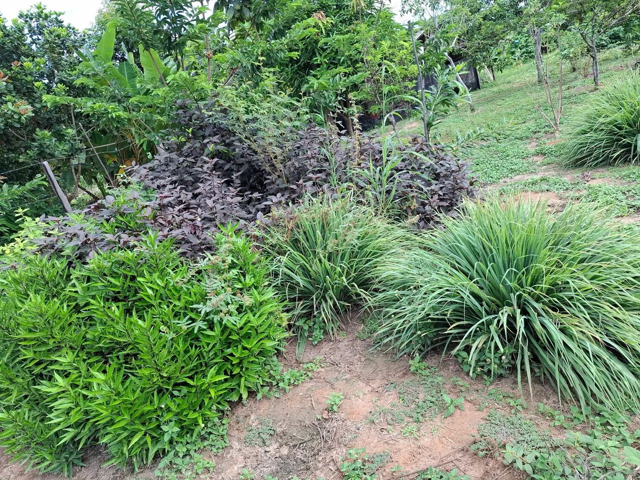  Vendo ou troco chácara 100X386m; área da vila Nova Esperança, Bonfim, há 52 km/Boa Vista. - Foto 9