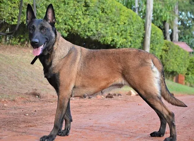 Cadela Pastor Belga Malinois