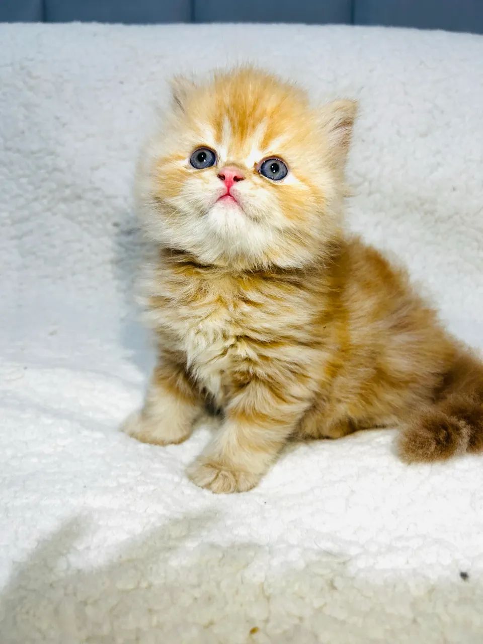 Vendo gatos Persas  - Foto 3