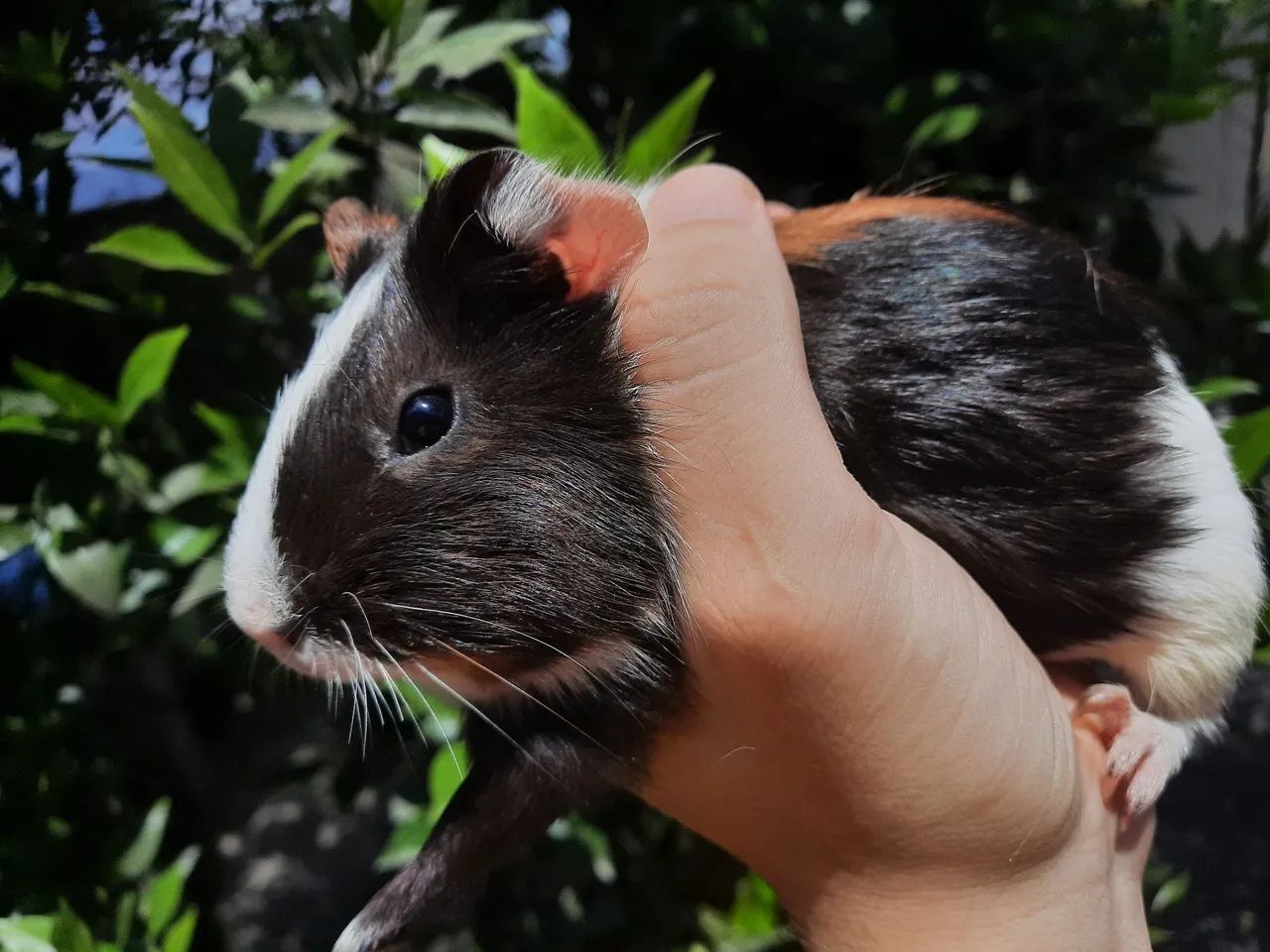 Porquinho da Índia Filhote - Foto 4