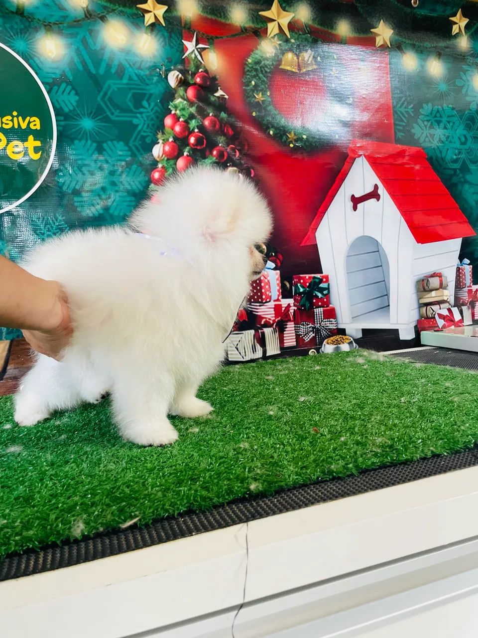 Lindos machinho de Lulu - Foto 4