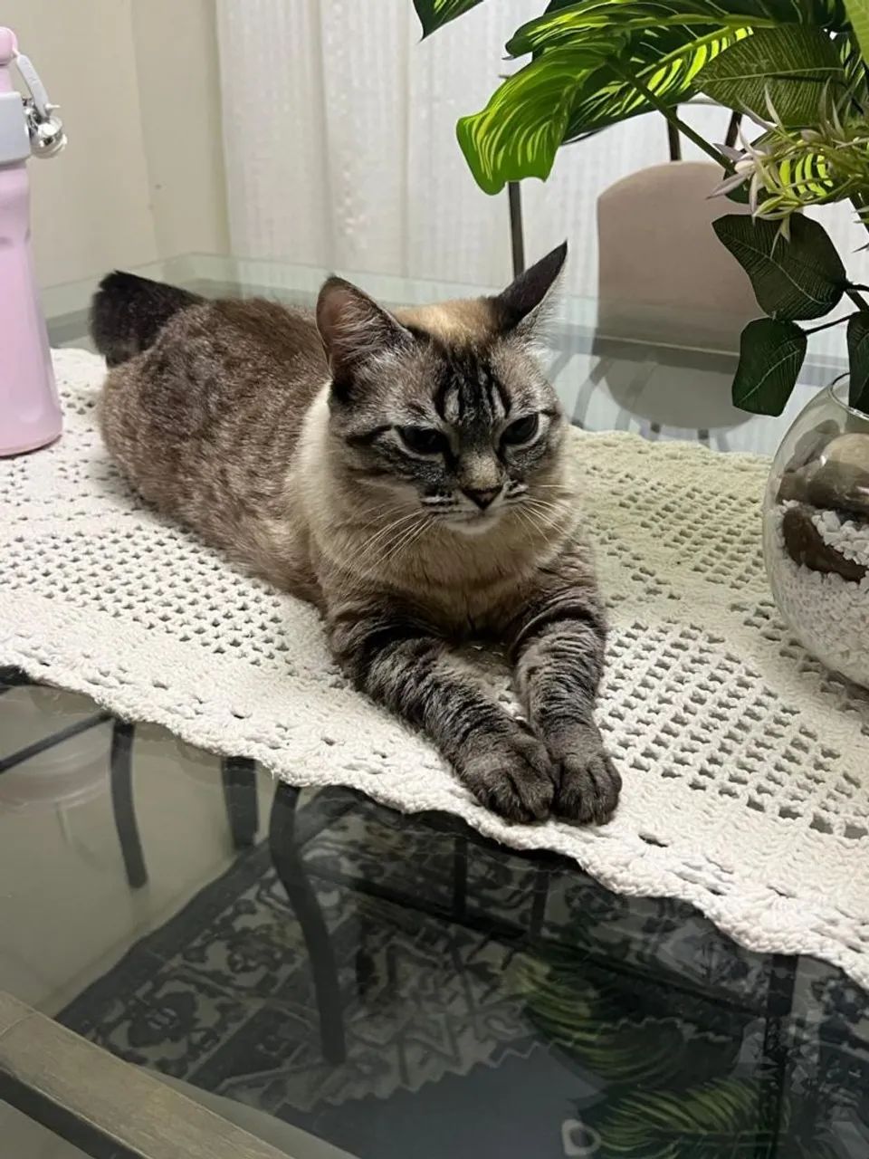 Doação de gatas (SOMENTE JUNTAS) - Foto 3