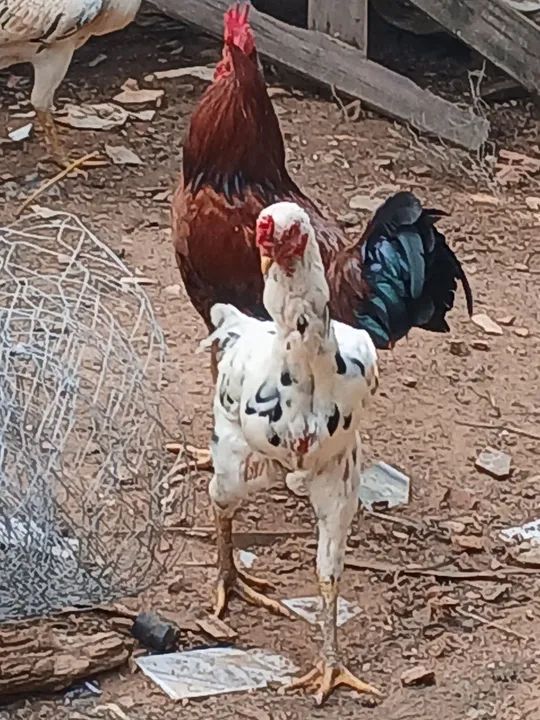 Frangos jovens - Foto 5