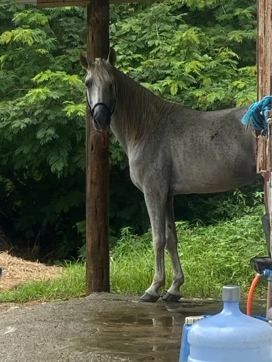 Vendo ou troco 1 cavalo tordilho inteiro e uma égua pampa (leia a descrição ) - Foto 4