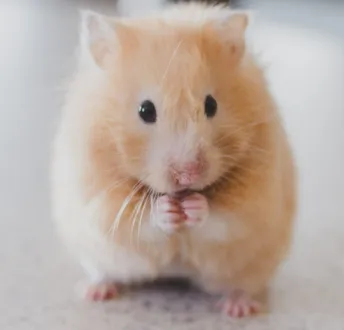 HAMSTER ANÃO RUSSO