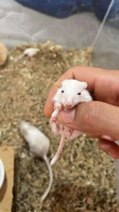 Filhotes de gerbil - Foto 2