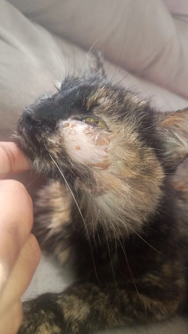 Gatinha precisa de ajuda Urgente!