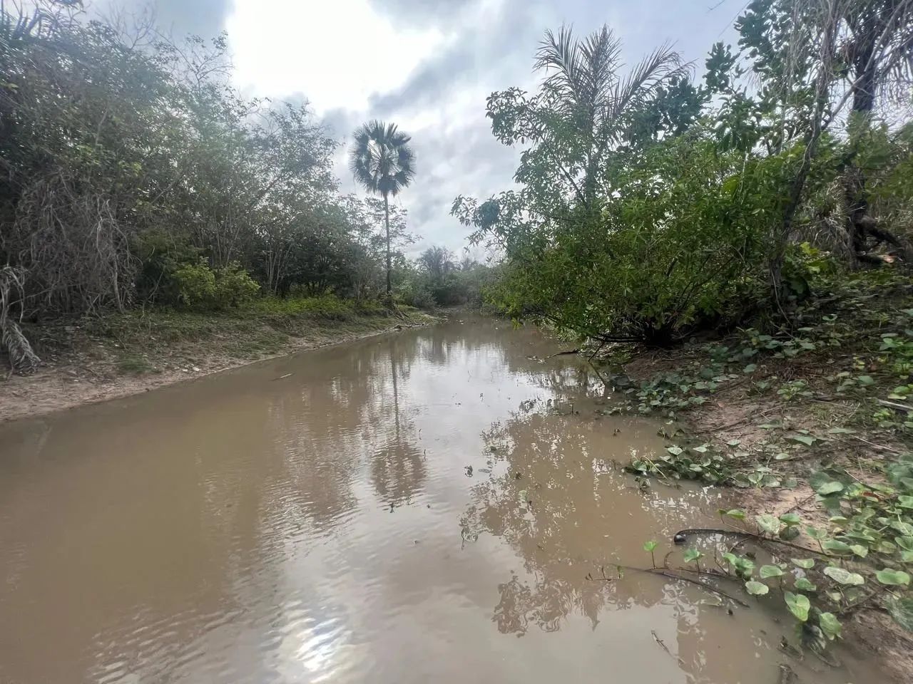 Fazenda  á venda com 100 hectares no município de Coivaras, 70 km de Teresina, - Foto 3