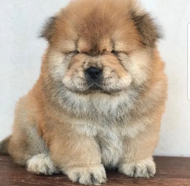 Chow Chow mais alto padrão da raça 