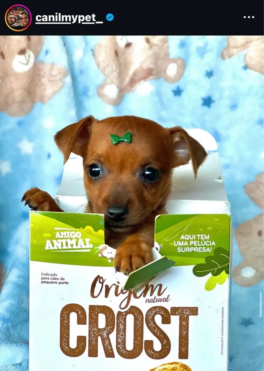 Pinscher miniatura em até 18x 