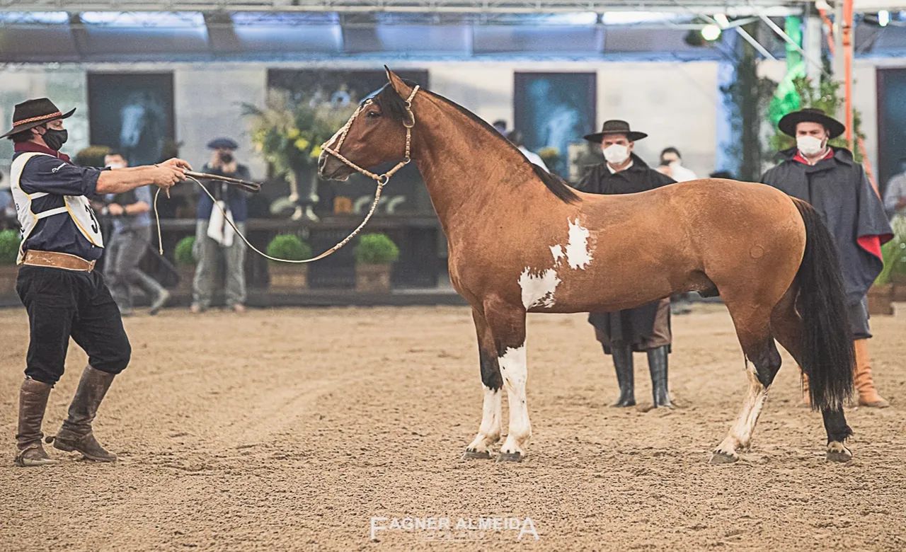 Cavalo Crioulo - Foto 5