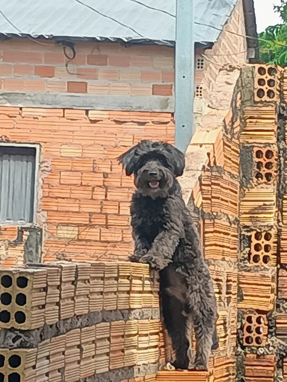 Cãozinho adorável e charmoso
