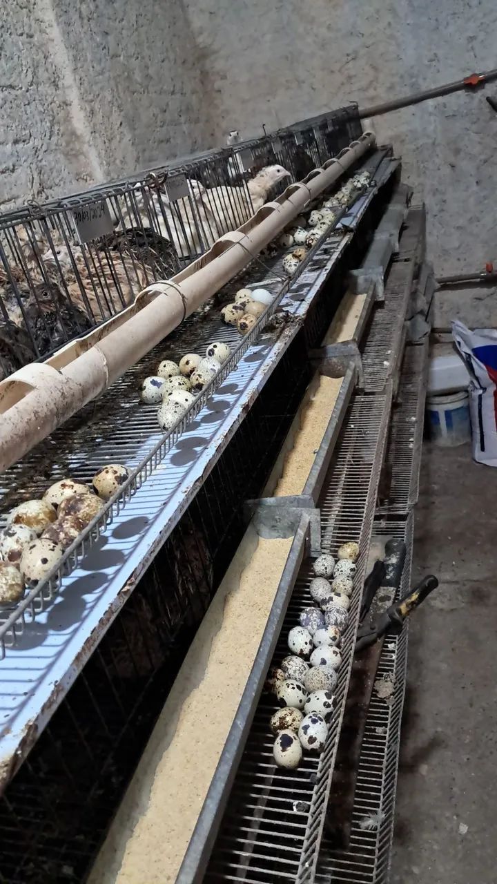 Envío ovos galados de codorna gigante 