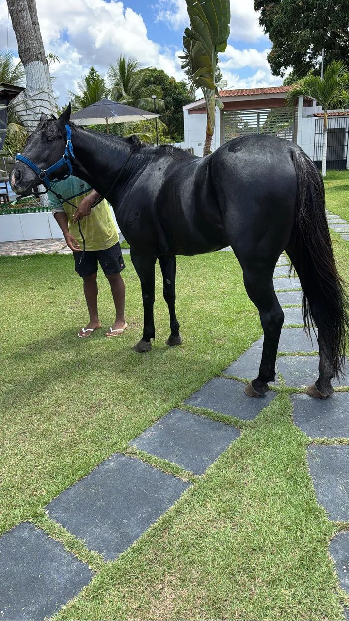 Cavalo de direita  - Foto 2
