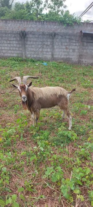 Bidê reprodutor  - Foto 4