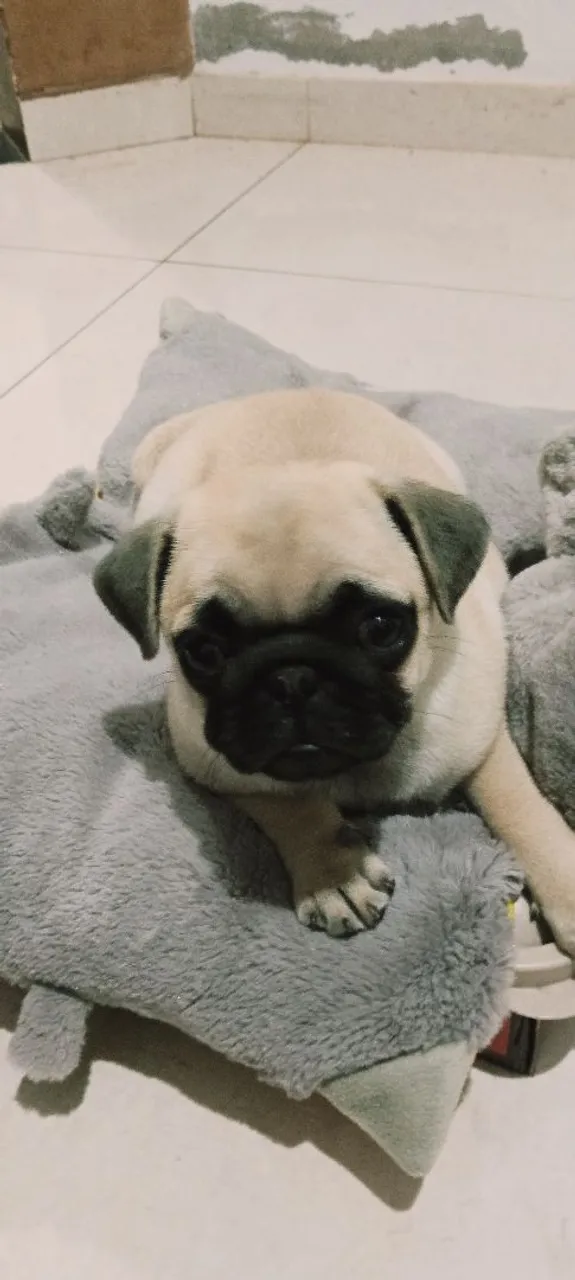 Filhote de Pug anã fêmea
