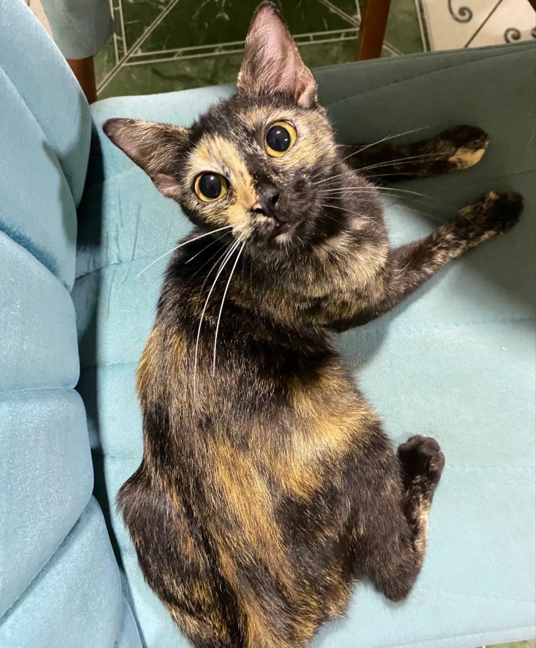 Doação gatinha  - Foto 2